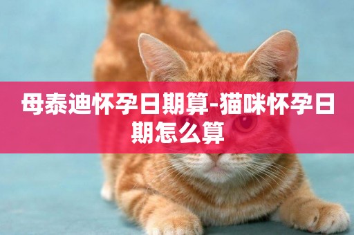 母泰迪懷孕日期算-貓咪懷孕日期怎么算