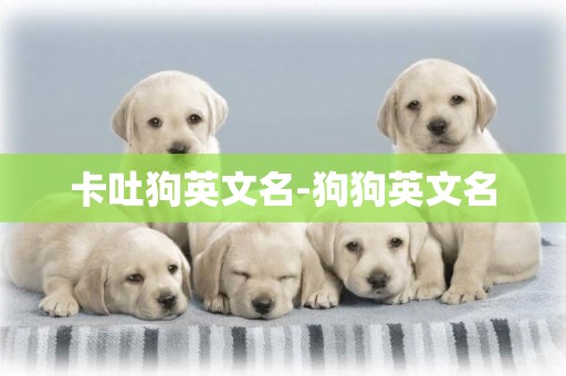 卡吐狗英文名-狗狗英文名