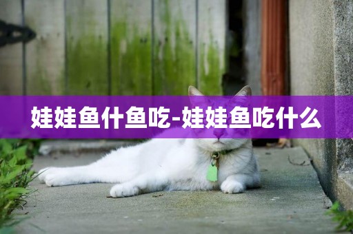 娃娃魚什魚吃-娃娃魚吃什么