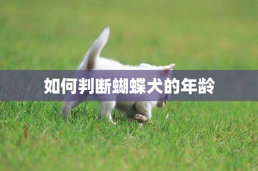 如何判斷蝴蝶犬的年齡
