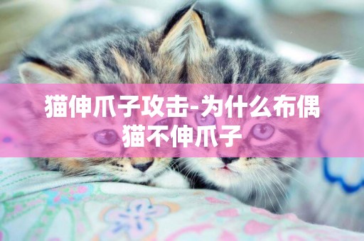貓伸爪子攻擊-為什么布偶貓不伸爪子