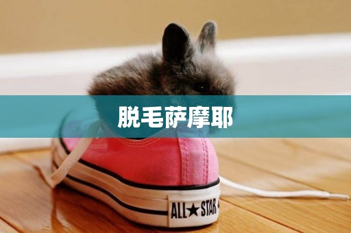 脫毛薩摩耶