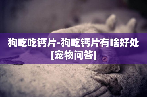狗吃吃鈣片-狗吃鈣片有啥好處[寵物問答]
