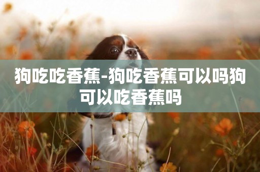 狗吃吃香蕉-狗吃香蕉可以嗎狗可以吃香蕉嗎