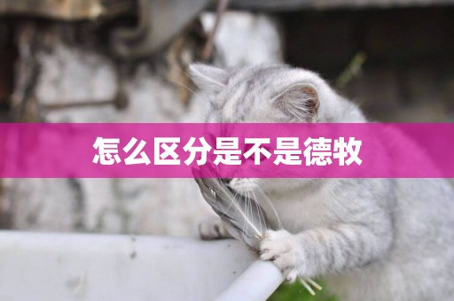 怎么區分是不是德牧