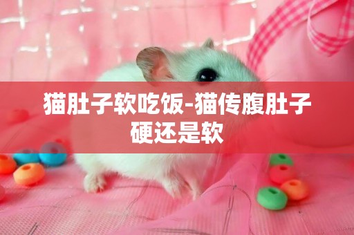貓肚子軟吃飯-貓傳腹肚子硬還是軟