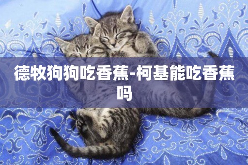 德牧狗狗吃香蕉-柯基能吃香蕉嗎