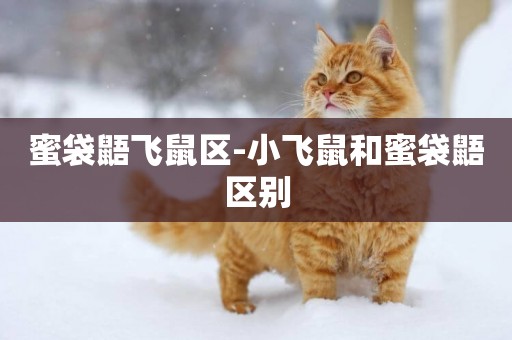 蜜袋鼯飛鼠區-小飛鼠和蜜袋鼯區別