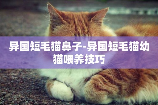 異國短毛貓鼻子-異國短毛貓幼貓喂養技巧