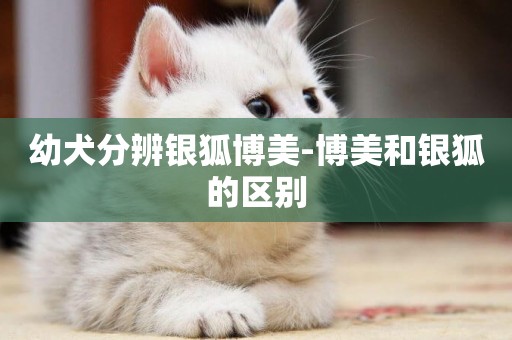 幼犬分辨銀狐博美-博美和銀狐的區別