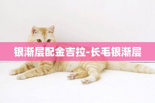 銀漸層配金吉拉-長毛銀漸層