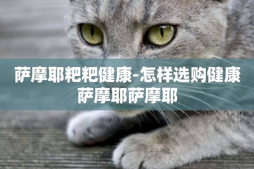薩摩耶粑粑健康-怎樣選購健康薩摩耶薩摩耶