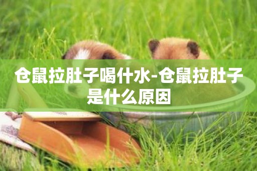 倉鼠拉肚子喝什水-倉鼠拉肚子是什么原因
