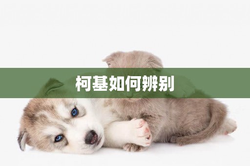 柯基如何辨別