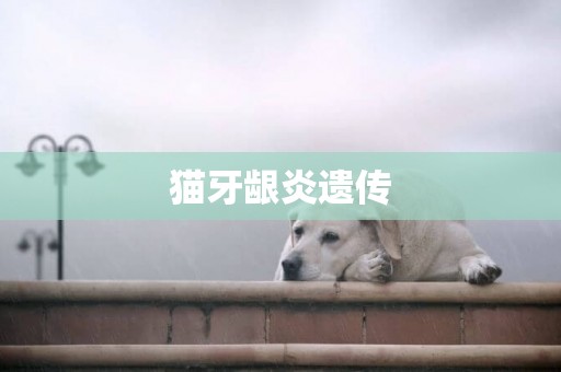 貓牙齦炎遺傳