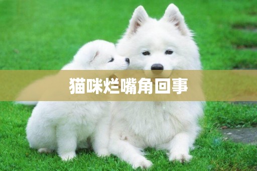 貓咪爛嘴角回事