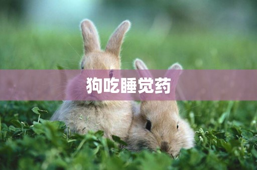 狗吃睡覺藥