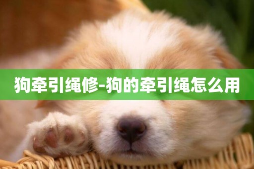 狗牽引繩修-狗的牽引繩怎么用