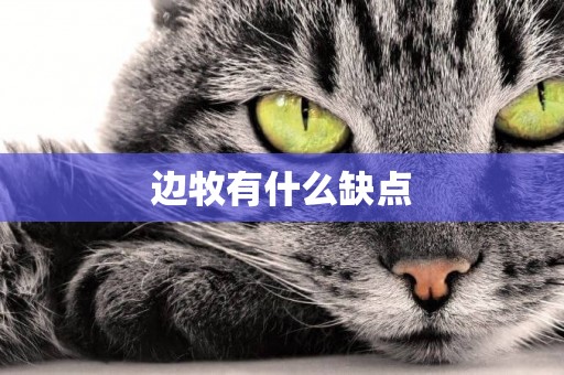 邊牧有什么缺點