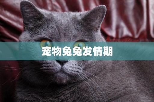 寵物兔兔發情期