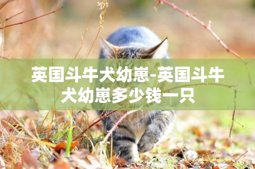 英國斗牛犬幼崽-英國斗牛犬幼崽多少錢一只