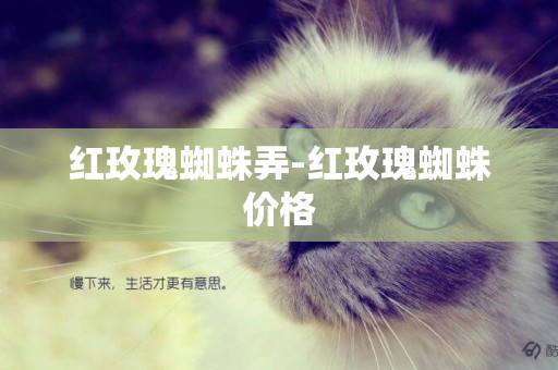 紅玫瑰蜘蛛弄-紅玫瑰蜘蛛價格