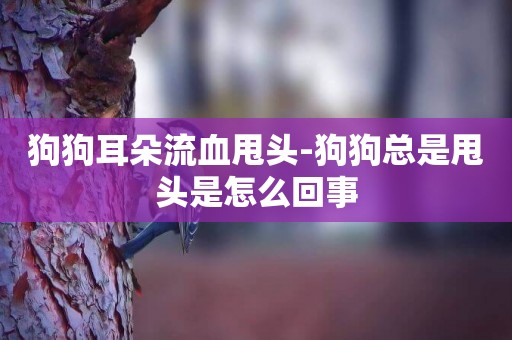 狗狗耳朵流血甩頭-狗狗總是甩頭是怎么回事
