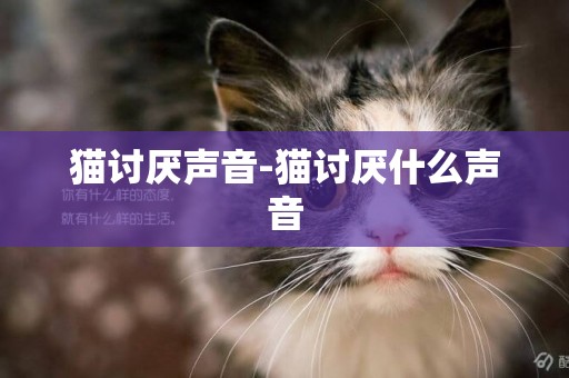 貓討厭聲音-貓討厭什么聲音