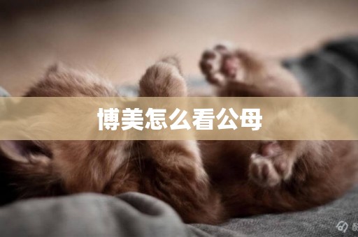 博美怎么看公母
