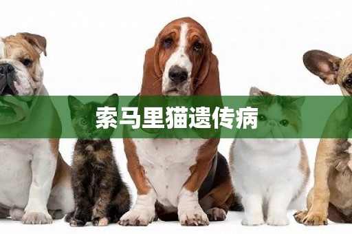索馬里貓遺傳病