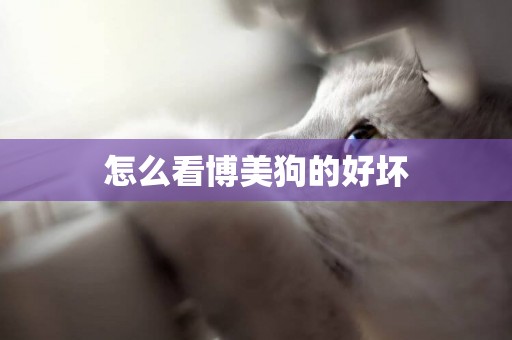 怎么看博美狗的好壞