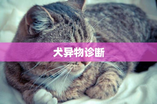 犬異物診斷
