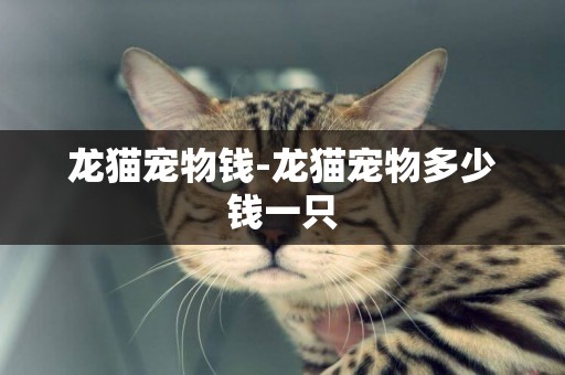 龍貓寵物錢-龍貓寵物多少錢一只