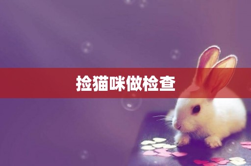 撿貓咪做檢查