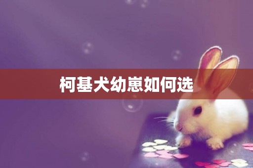 柯基犬幼崽如何選