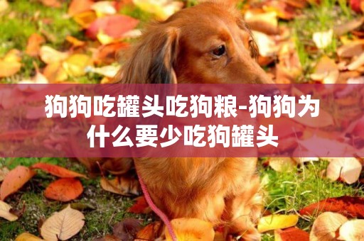狗狗吃罐頭吃狗糧-狗狗為什么要少吃狗罐頭