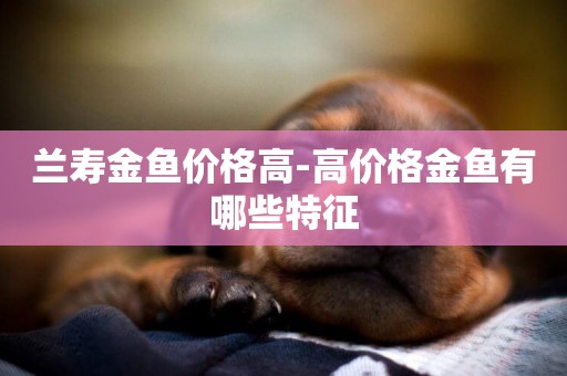 蘭壽金魚價格高-高價格金魚有哪些特征