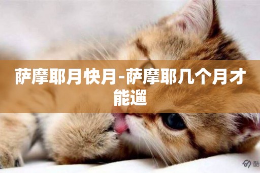 薩摩耶月快月-薩摩耶幾個月才能遛