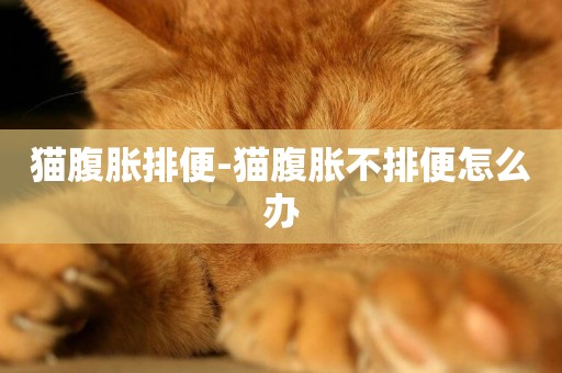 貓腹脹排便-貓腹脹不排便怎么辦