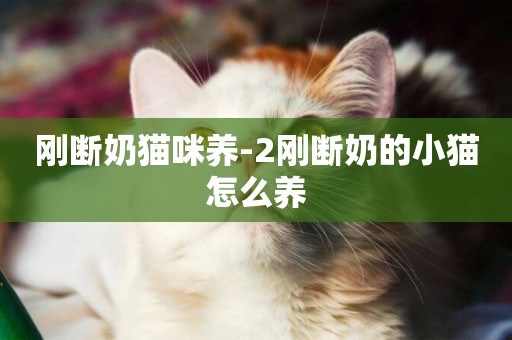 剛斷奶貓咪養-2剛斷奶的小貓怎么養
