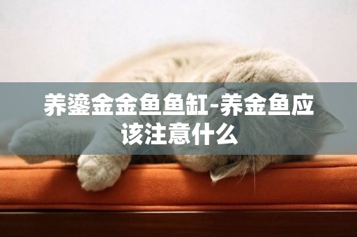 養鎏金金魚魚缸-養金魚應該注意什么