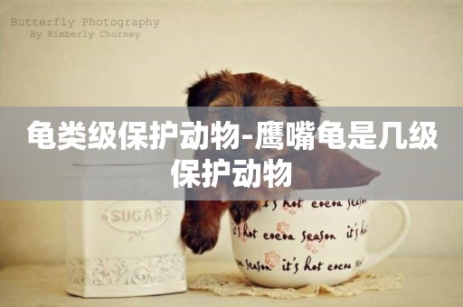 龜類級保護動物-鷹嘴龜是幾級保護動物