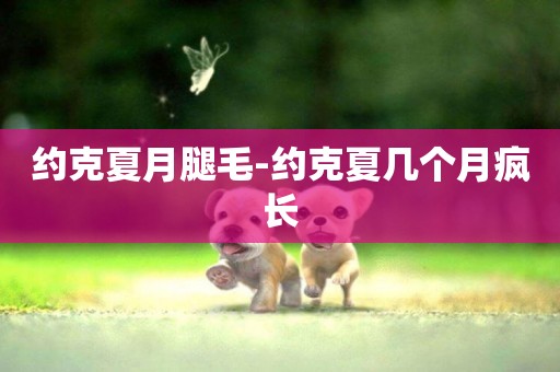 約克夏月腿毛-約克夏幾個月瘋長