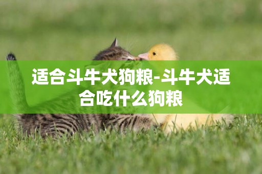適合斗牛犬狗糧-斗牛犬適合吃什么狗糧