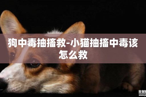 狗中毒抽搐救-小貓抽搐中毒該怎么救