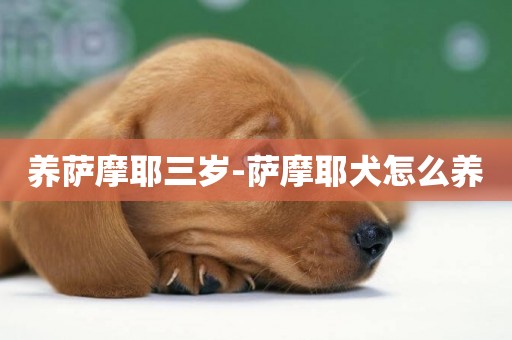 養薩摩耶三歲-薩摩耶犬怎么養