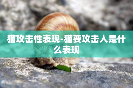 貓攻擊性表現-貓要攻擊人是什么表現
