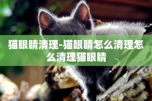 貓眼睛清理-貓眼睛怎么清理怎么清理貓眼睛