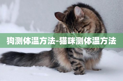狗測體溫方法-貓咪測體溫方法