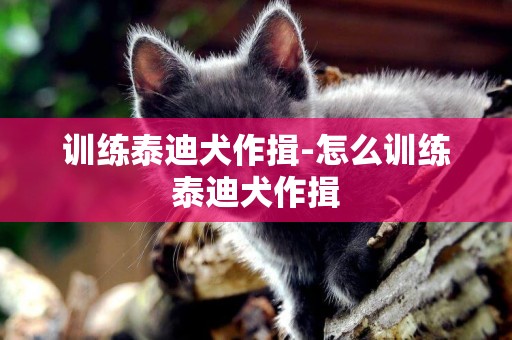 訓練泰迪犬作揖-怎么訓練泰迪犬作揖